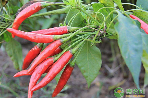 辣椒如何高产种植？辣椒种子选择、施肥浇水管理要点